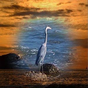 Meet your Posher, Jodi